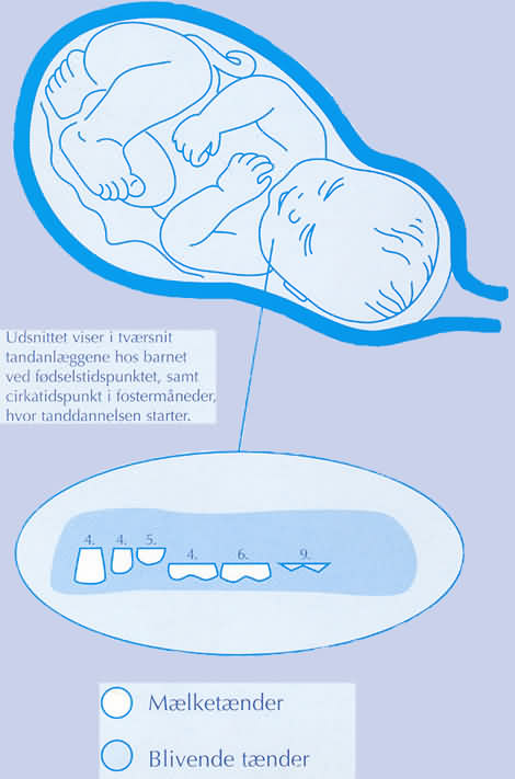 gravid-ufoedt